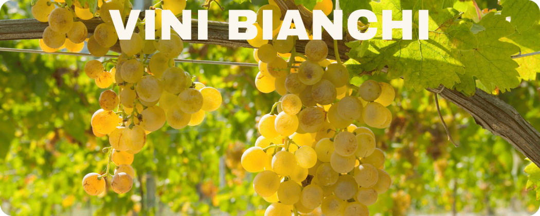 Vini bianchi in vendita online - Enoteca Federici