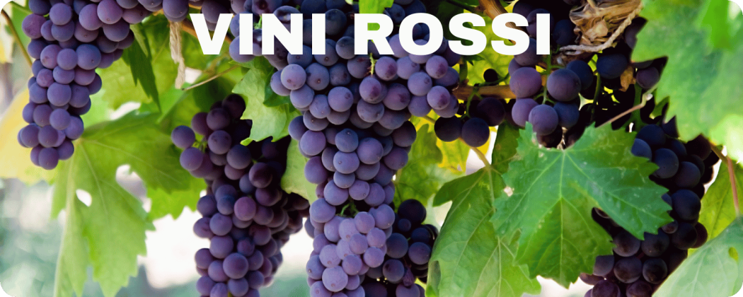Vini rossi in vendita online - Enoteca Federici
